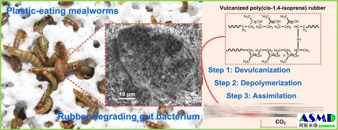<b>食塑料黄粉虫的肠道微生物可以对硫化橡胶进行降解</b>