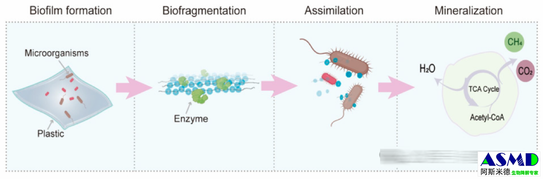 <b>基于微生物与代谢机制多样性的塑料生物降解</b>